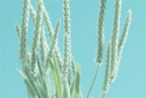 在线超级轰炸电话网页版